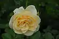 'Rustica', Meilland 1979. Rosa híbrido de cruce con ascendentes parentales de ('Queen Elizabeth' x planta de semillero) x 'Sweet Promise'.