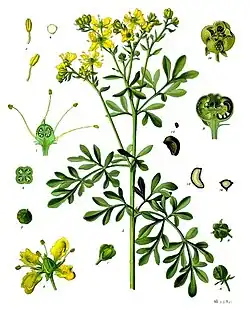 Ruta graveolens L.