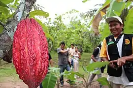 Theobroma cacaoCacao