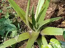 Planta en Costa Rica, zona arida en Sarchi, Alajuela.