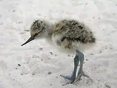 Cría de avoceta.