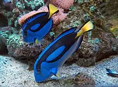 P. hepatus en Särkänniemi Aquarium, Finlandia