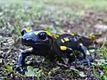 Salamandra infraimmaculata (macho adulto); Reserva natural de Tel Dan