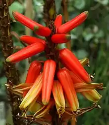 Aloe cryptopoda