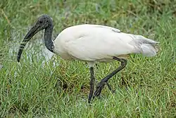 Ibis cabecinegro