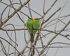 Subespecie orientalis en Sri Lanka.