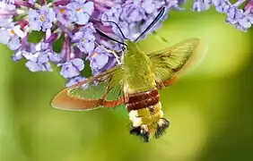 Mariposa Esfíngida, Hemaris sp. (Falenofilia)