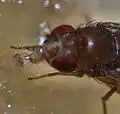 Proboscis en la mosca de la fruta