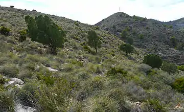 Ejemplares de Ciprés de Cartagena (Tetraclinis articulata) en el Cabezo del Sabinar.