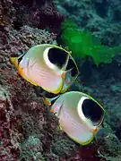 Pareja de Chaetodon ephippium, en Taiwán