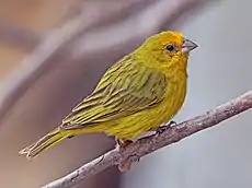 Macho adulto de la subespecie en cuestión, en el sur de Brasil.