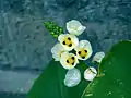 Floración de Sagittaria montevidensis en el "Alte Botanische Garten der Universität Göttingen".