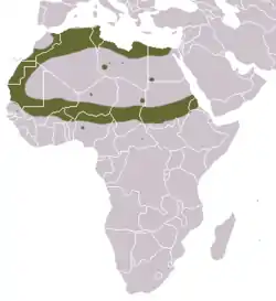 Distribución de la zorrilla líbica