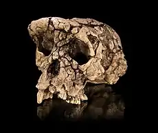 Cráneo casi completo de Sahelanthropus tchadensis, conocido como Toumaï, 6-7 millones de años. Además de este, se recuperaron fósiles de otros individuos de la especie en esta zona, donde también se habían encontrado restos de A. bahrelghazali.