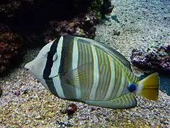 Z. velifer en el Acuario de Waikiki, Hawái