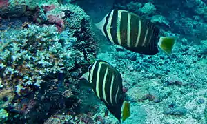 Pareja de Z. velifer en Sipadan, Malasia