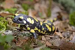 Salamandra salamandra, del orden de los caudados.