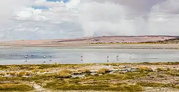 Flamencos en el salar.