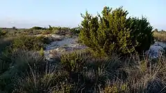 Sabina de las dunas (Juniperus turbinata) en los arenales de San Pedro del Pinatar, representativo de lo que pudo ser la antigua cubierta vegetal de La Manga.