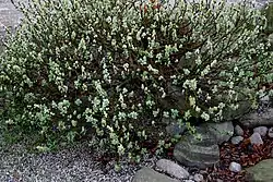 Salix (sauce), tierras bajas de Taymyr 24,000–10,300 YBP,  Yakutia 22,500 YBP,  Alaska y el Yukon 15,000-11,500 YBP