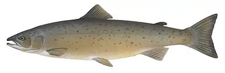 Salmo salar (Salmón del Atlántico)