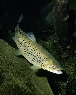 Una trucha marrón en el medio natural