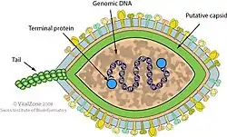 Cápside de la familia Halspiviridae que infecta arqueas.