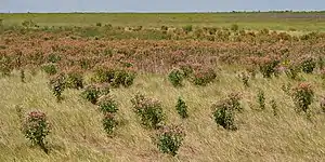 Huelebién (Pluchea odorata), Refugio Nacional de Vida Silvestre de Brazoria, condado de Brazoria, Texas, EE. UU. (24 de agosto de 2013).