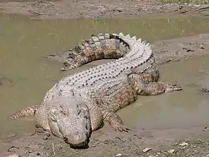 El cocodrilo de agua salada es el mayor reptil vivo y es el depredador dominante en su ámbito geográfico. Su pariente, de tamaño similar, el cocodrilo del Nilo, el cual incluso depreda a grandes simios (humanos y chimpancés), está en la cima de la cadena alimentaria en las aguas africanas.