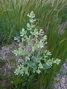 Salvia Tingitana, Behbahan, Iran