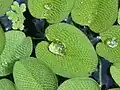 Salvinia