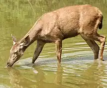 sambar