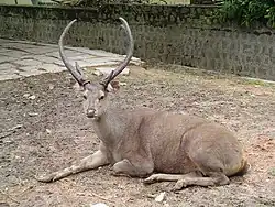 sambar