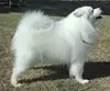 Samoyedo(Rusia)