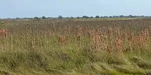 Refugio Nacional de Vida Silvestre de San Bernard, condado de Brazoria, Texas, EE. UU. (12 de diciembre de 2016).
