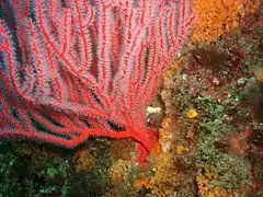 Lophogorgia chilensis, California Channel Islands