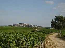 Le vignoble