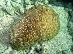 S. robusta en isla Lizard, Australia