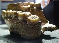 Maxilar superior de Sangiran 4, un H. erectus conocido inicialment e como Pitecanthropus modjokertensis.