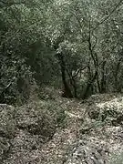 Bosque mediterráneo en España