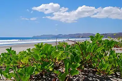 Parque nacional Santa Rosa.Conserva la muestra de bosque seco más importante de Mesoamérica. Su área integra 43 mil ha marinas y 38 mil terrestres. Posee dos sectores turísticos: Santa Rosa, donde se halla el Monumento Nacional Hacienda Santa Rosa, de valor histórico para el país; y Murciélago, en la península de Santa Elena, las tierras más antiguas de Costa Rica. Protege, entre otros, 115 especies de mamíferos terrestres. En este parque se hallan playa Naranjo (en la foto) y la Roca Bruja.