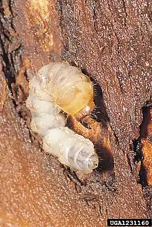 Larva