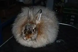 Angora satén