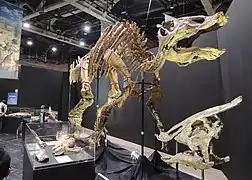 Esqueleto en exhibición de Saurolophus