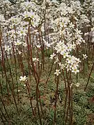 Saxifraga hostii