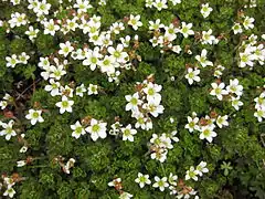 Saxifraga praetermissa