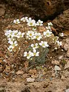 Saxifraga vandellii