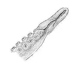 Hectocotilo de un Scaeurgus patagiatus.