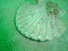 Pecten sulcicostatus