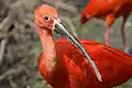 Ibis escarlata